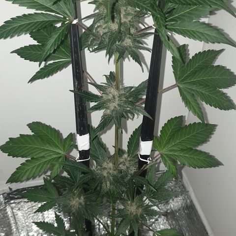 Red poison 1 2024 growlog timeline photo