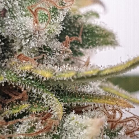 Purple kush 2 2024 growlog timeline photo