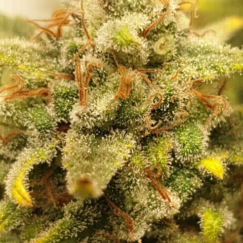 Purple kush 2 2024 growlog timeline photo