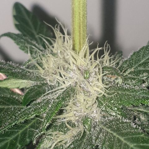 Red poison 1 2024 growlog timeline photo