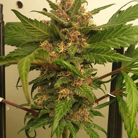 Red poison 1 2024 growlog timeline photo
