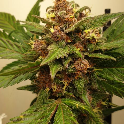 Red poison 1 2024 growlog timeline photo