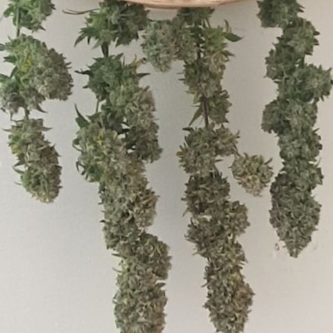 Purple kush 2 2024 growlog timeline photo