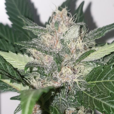 Red poison 1 2024 growlog timeline photo