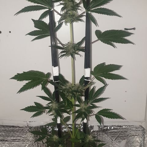 Red poison 1 2024 growlog timeline photo