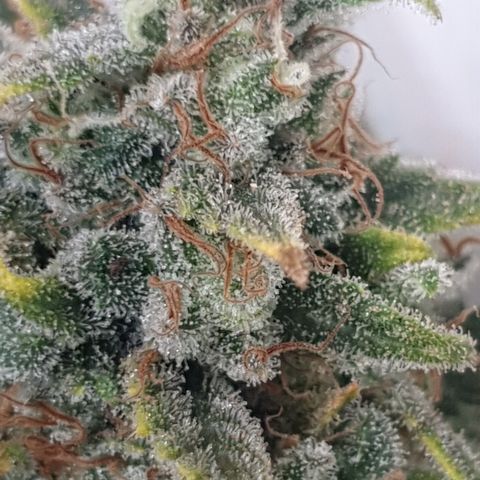 Purple kush 2 2024 growlog timeline photo