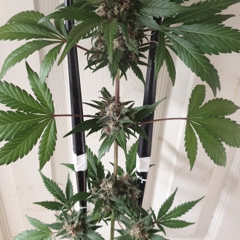 Red poison 1 2024 growlog timeline photo