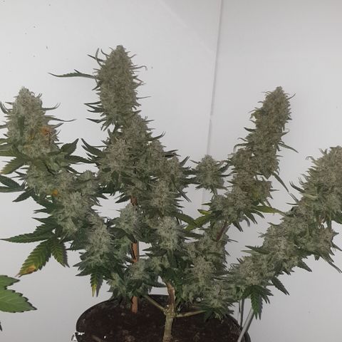 Purple kush 2 2024 growlog timeline photo