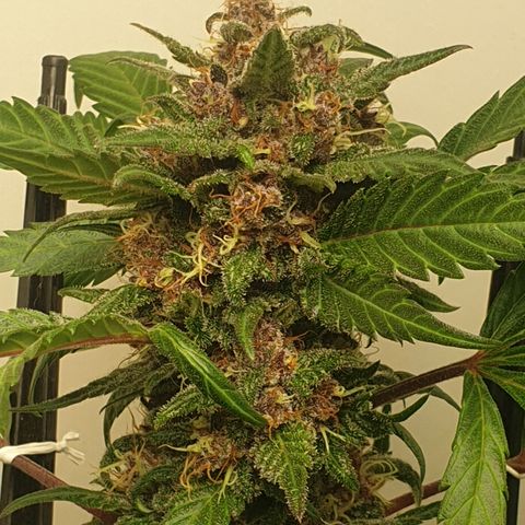 Red poison 1 2024 growlog timeline photo