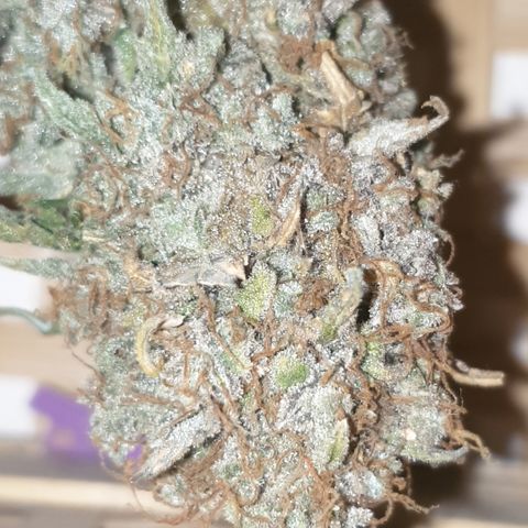 Amnesia 1 2024 growlog timeline photo