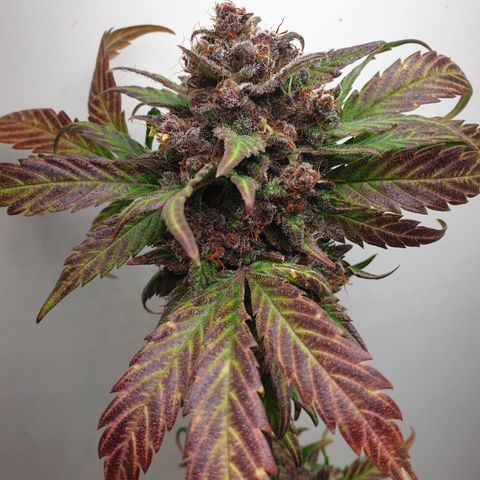 Red poison 1 2024 growlog timeline photo