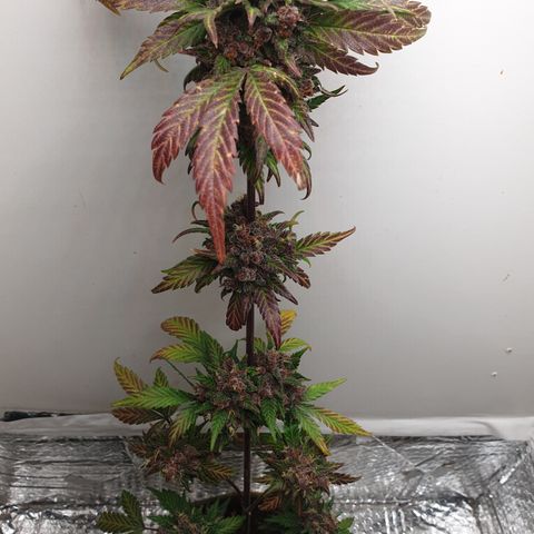Red poison 1 2024 growlog timeline photo