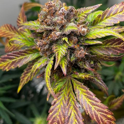 Red poison 1 2024 growlog timeline photo