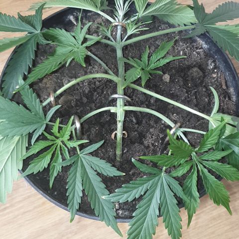 Gelato 1 2024/25 growlog timeline photo