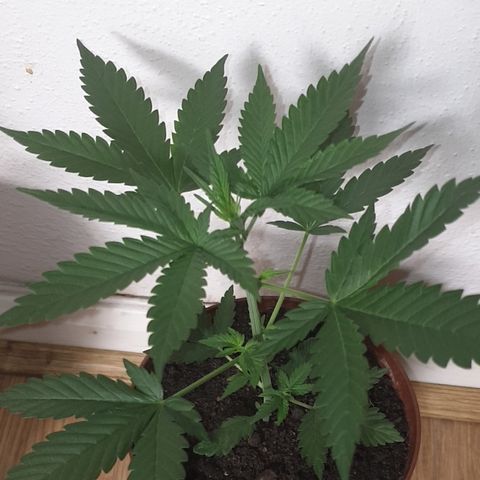 Red Poison 2 2024/25 growlog timeline photo