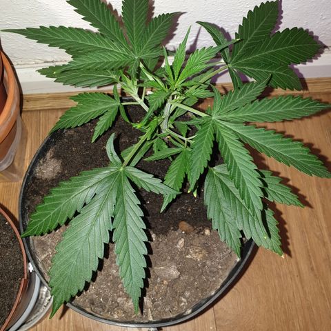Gelato 1 2024/25 growlog timeline photo