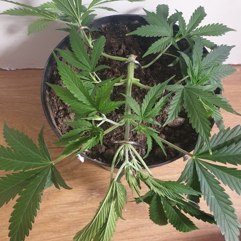 Gelato 1 2024/25 growlog timeline photo