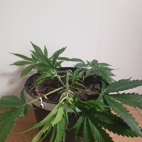 Gelato 1 2024/25 growlog timeline photo