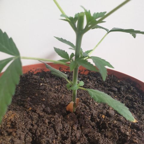Blue Kush 3 2024/25 growlog timeline photo