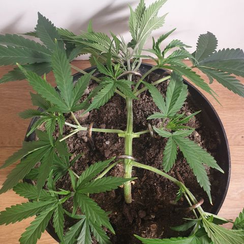 Gelato 1 2024/25 growlog timeline photo