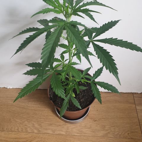 Cream 1 2024/25 growlog timeline photo