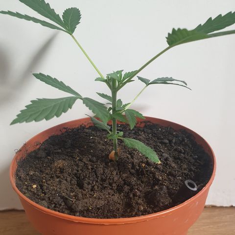 Blue Kush 3 2024/25 growlog timeline photo