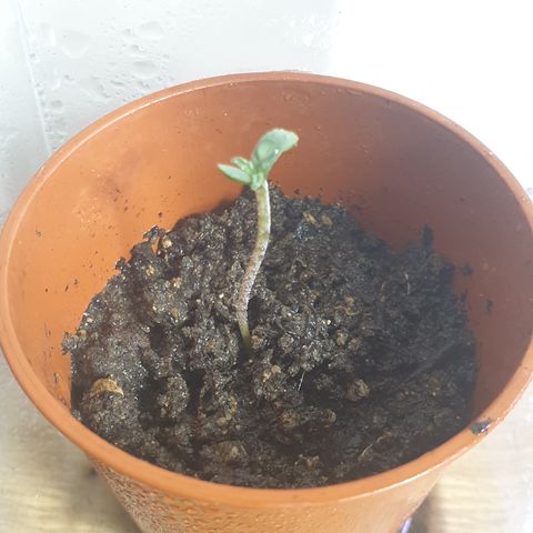Unknown 1 2024/25 growlog timeline photo
