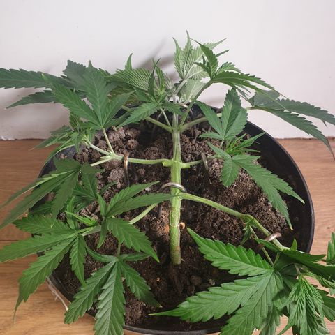 Gelato 1 2024/25 growlog timeline photo