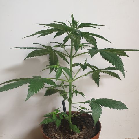 Red Poison 2 2024/25 growlog timeline photo