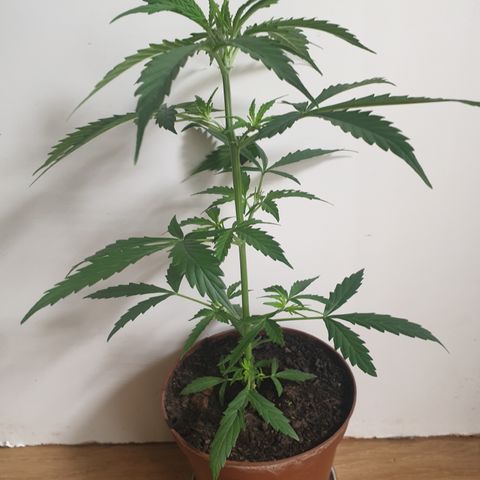 Cream 1 2024/25 growlog timeline photo