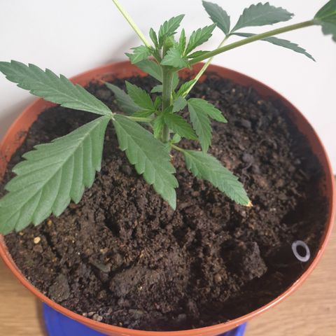 Blue Kush 3 2024/25 growlog timeline photo