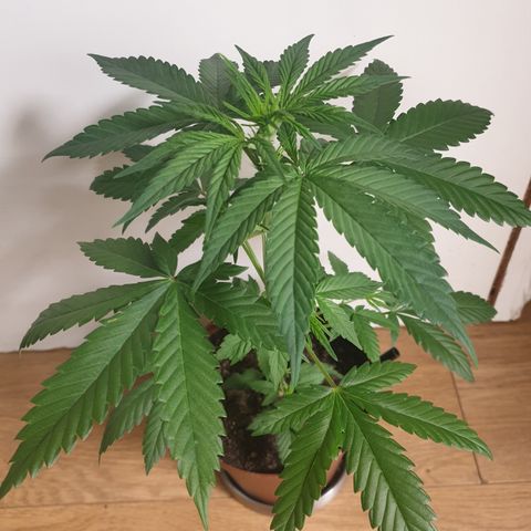 Red Poison 2 2024/25 growlog timeline photo