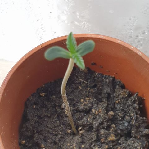 Unknown 1 2024/25 growlog timeline photo