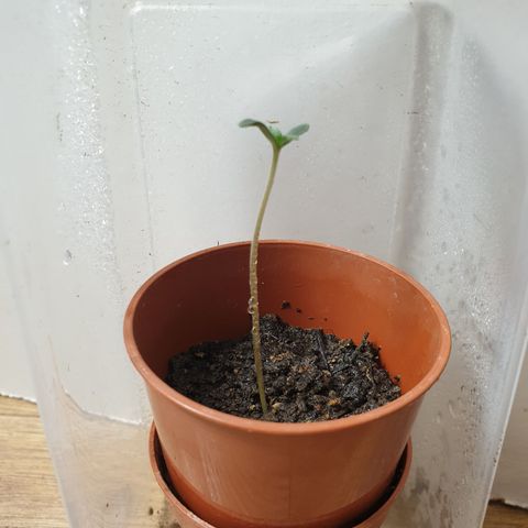 Unknown 1 2024/25 growlog timeline photo