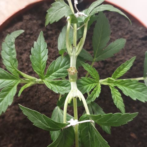 Blue Kush 3 2024/25 growlog timeline photo