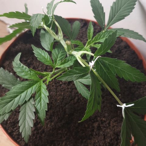 Blue Kush 3 2024/25 growlog timeline photo