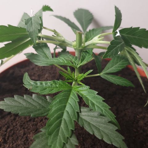 Blue Kush 3 2024/25 growlog timeline photo