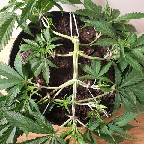 Gelato 1 2024/25 growlog timeline photo