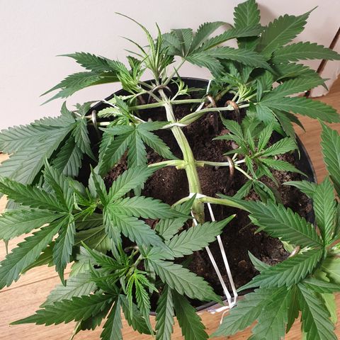 Gelato 1 2024/25 growlog timeline photo