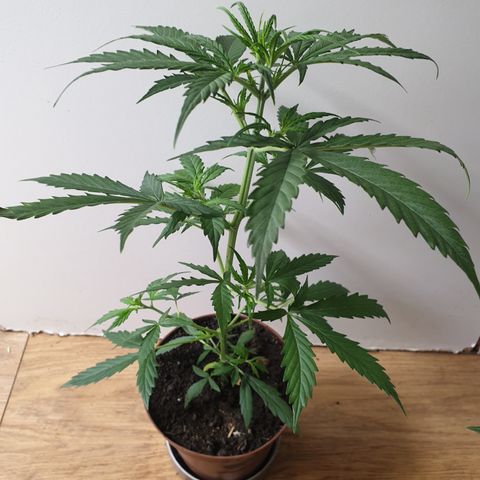 Cream 1 2024/25 growlog timeline photo