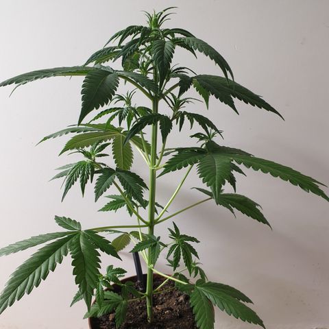 Red Poison 2 2024/25 growlog timeline photo