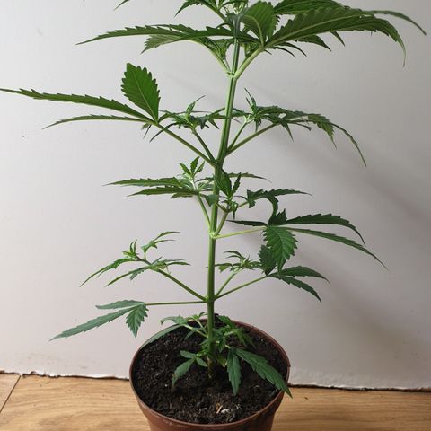 Cream 1 2024/25 growlog timeline photo