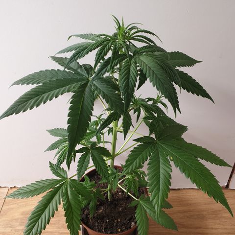 Red Poison 2 2024/25 growlog timeline photo