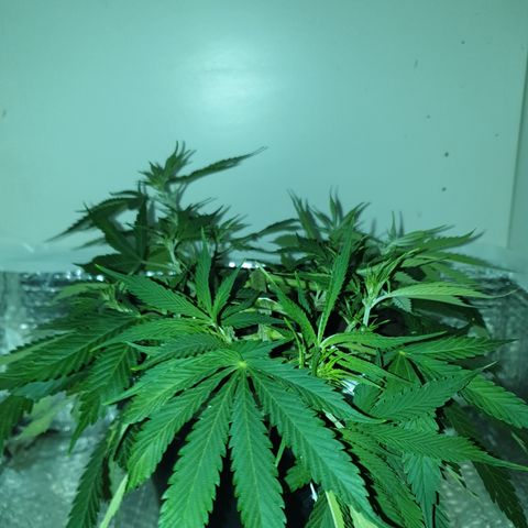 Gelato 1 2024/25 growlog timeline photo