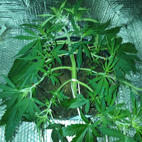 Gelato 1 2024/25 growlog timeline photo