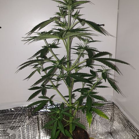 Cream 1 2024/25 growlog timeline photo