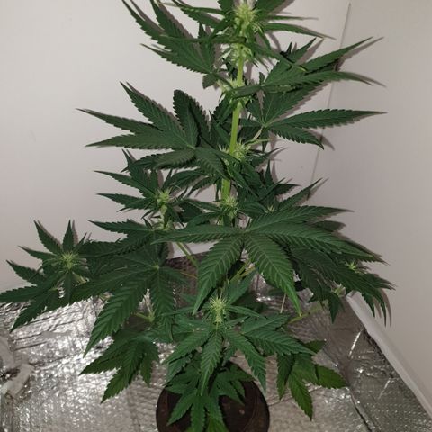 Red Poison 2 2024/25 growlog timeline photo