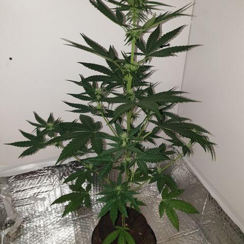 Red Poison 2 2024/25 growlog timeline photo