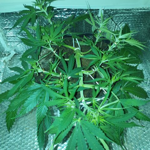 Gelato 1 2024/25 growlog timeline photo