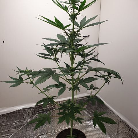 Red Poison 2 2024/25 growlog timeline photo